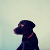 Download track Stellar Backdrops For Dogs