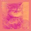 Download track Modern Jazz Saxophone - Vibe For Comfy Cats