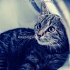 Download track Serene (Cute Kittens)