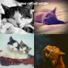 Download track Cats - Dreams