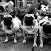 Download track Soulful Moods For Cute Puppies