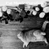 Download track Sultry Backdrops For Kittens