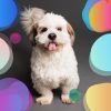 Download track Friendly Backdrops For Chill Dogs