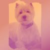 Download track Peaceful Moods For Keeping Your Dog Happy