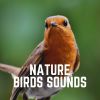 Download track Sparrows Fluttered High Above