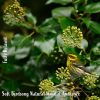 Download track Soft Birdsong Natural Habitat Ambience, Pt. 2