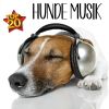 Download track Musik Für Entspannte Hunde