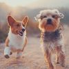 Download track Beautiful Ambience For Dog Separation Anxiety