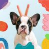 Download track Playful Backdrops For Doggy Rest