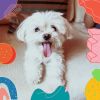 Download track Beautiful Cute Dogs