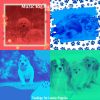 Download track Excellent Backdrops For Relaxing Pups