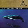 Download track Waltz Of The Whales