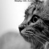 Download track Ambience (Kittens)