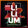 Download track Lilium