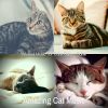 Download track Contemporary Backdrops For Kittens