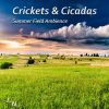 Download track Summer Night Crickets And Insects