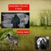 Download track Remember You Are A Wolf