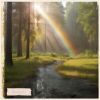 Download track Sun Glare On Foliage