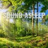 Download track Dreamlike Midday Forest Ambience, Pt. 11