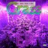 Download track Amnesia Haze