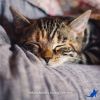 Download track Cat Music For Cats