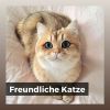 Download track Katze Lieblingstracks