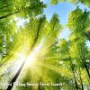 Download track Forest Bathing Summer Breeze Sounds, Pt. 13