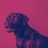 Download track Understated Calming Pups