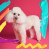 Download track Dashing Backdrops For Calm Hounds