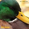 Download track Robin Miller Chicken Crossing