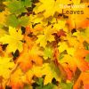 Download track Covered With Leaves