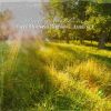 Download track Late Morning Birdsong Ambience, Pt. 9