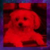 Download track Elegant Music For Doggy Stress