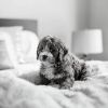 Download track Warm Music For Sleeping Puppies