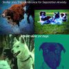 Download track Subdued Ambiance For Training Dogs