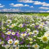 Download track Reposeful Summer Meadow Ambience, Pt. 14