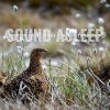 Download track Evergreen Forest Birds Singing Ambience, Pt. 10