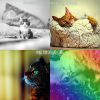 Download track Lovely (Sleeping Cats)