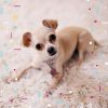 Download track Vivacious Backdrops For Dog Therapy