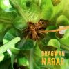 Download track Narad