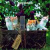 Download track Entertaining (Relaxing Cats)