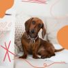 Download track Classic Backdrops For Chill Dogs