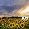 Download track A Golden Day