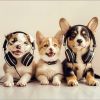 Download track Peaceful Sounds For Pets