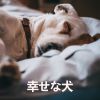 Download track 犬の夢