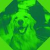 Download track Mellow Ambience For Relaxing Your Dog