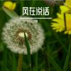 Download track 风月人间