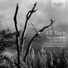 Download track 14. Trio Sonata No. 5 In D Major BWV 529 - II. Largo