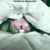 Download track Music (Relaxing Cats)