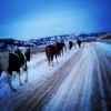 Download track Winter Horses